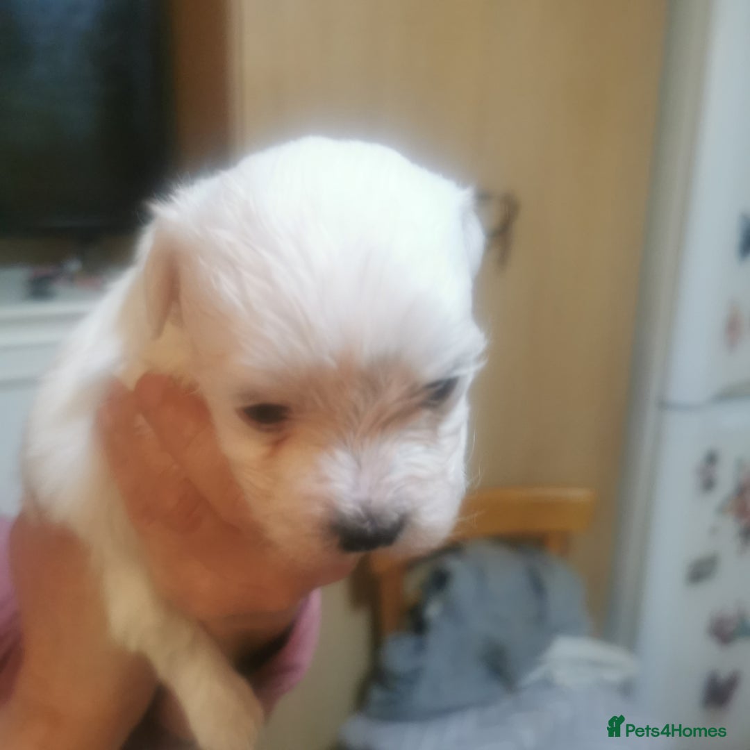 Maltese dogs for sale: Gorgeous Maltese Bichon puppies  - Advert 5