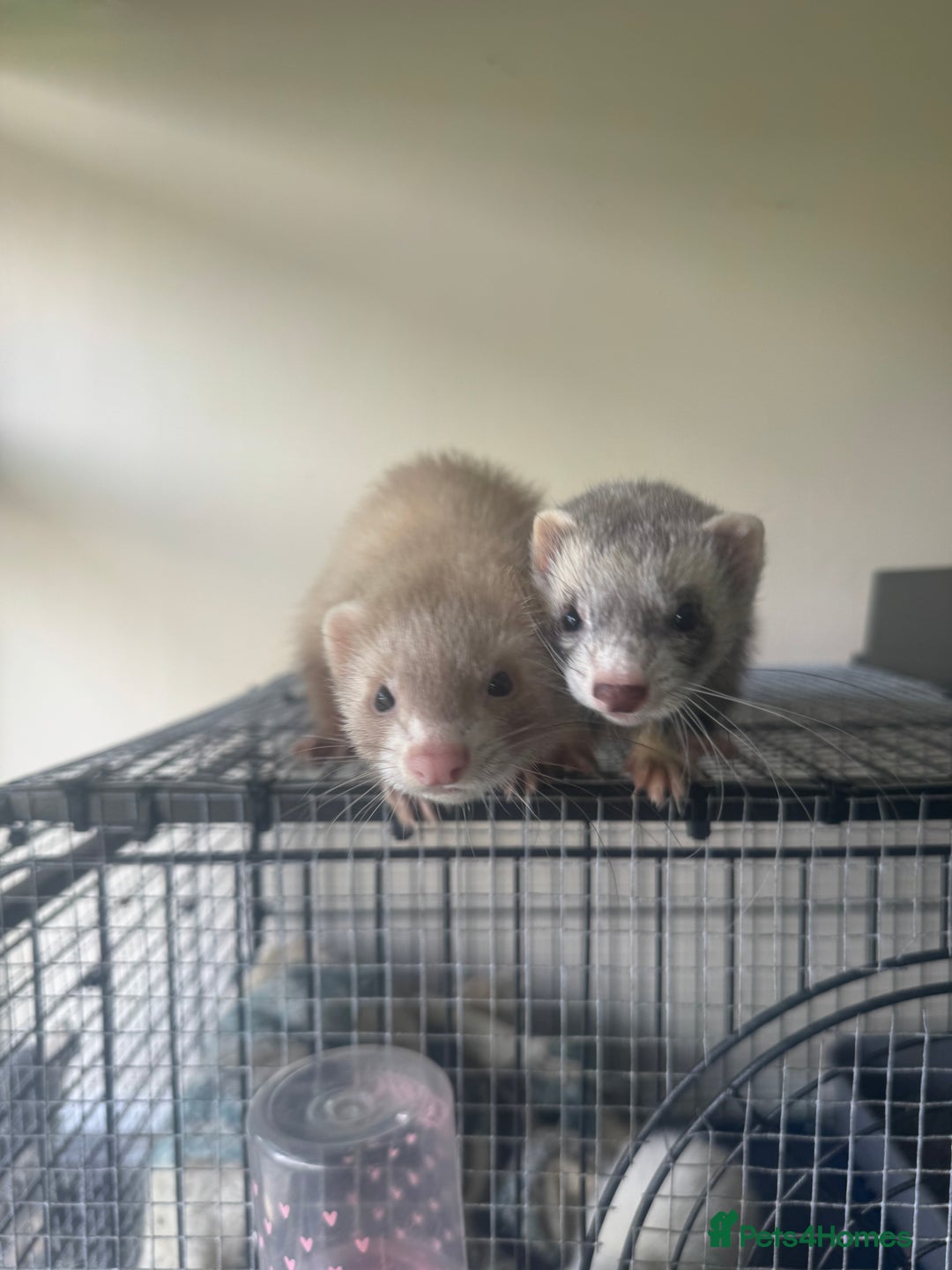 Ferret rodents for sale: Different ferret kits available  - Image 13