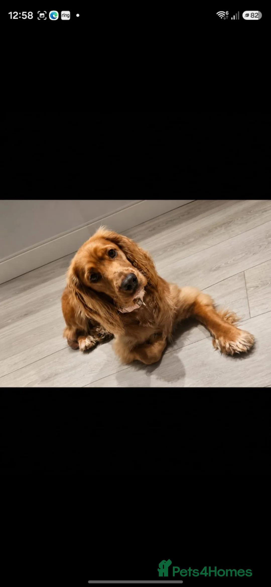 Cockapoo dogs for sale: Re homing cocka spaniel  - Advert 2