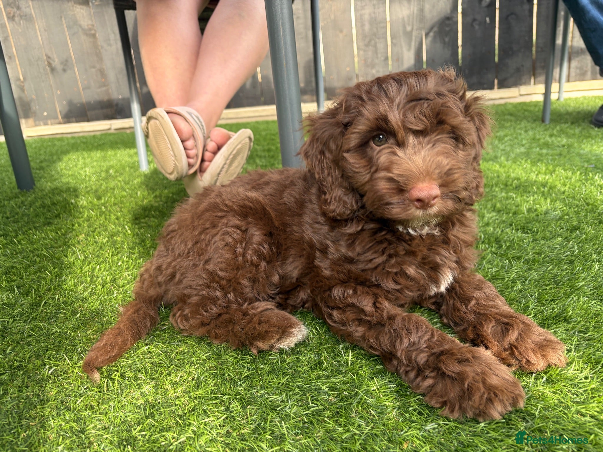 Cockapoo dogs F1 Cockerpoo Puppies - Advert 2
