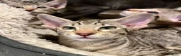 Oriental cats for sale: Exceptional show quality Orientals and Siamese  - Advert 37