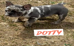 French Bulldog dogs for sale: ⭐️DWKC FLUFFY & FLUFFY CARRIER FRENCHIE PUPPIES ⭐️ in Driffield - Image 5
