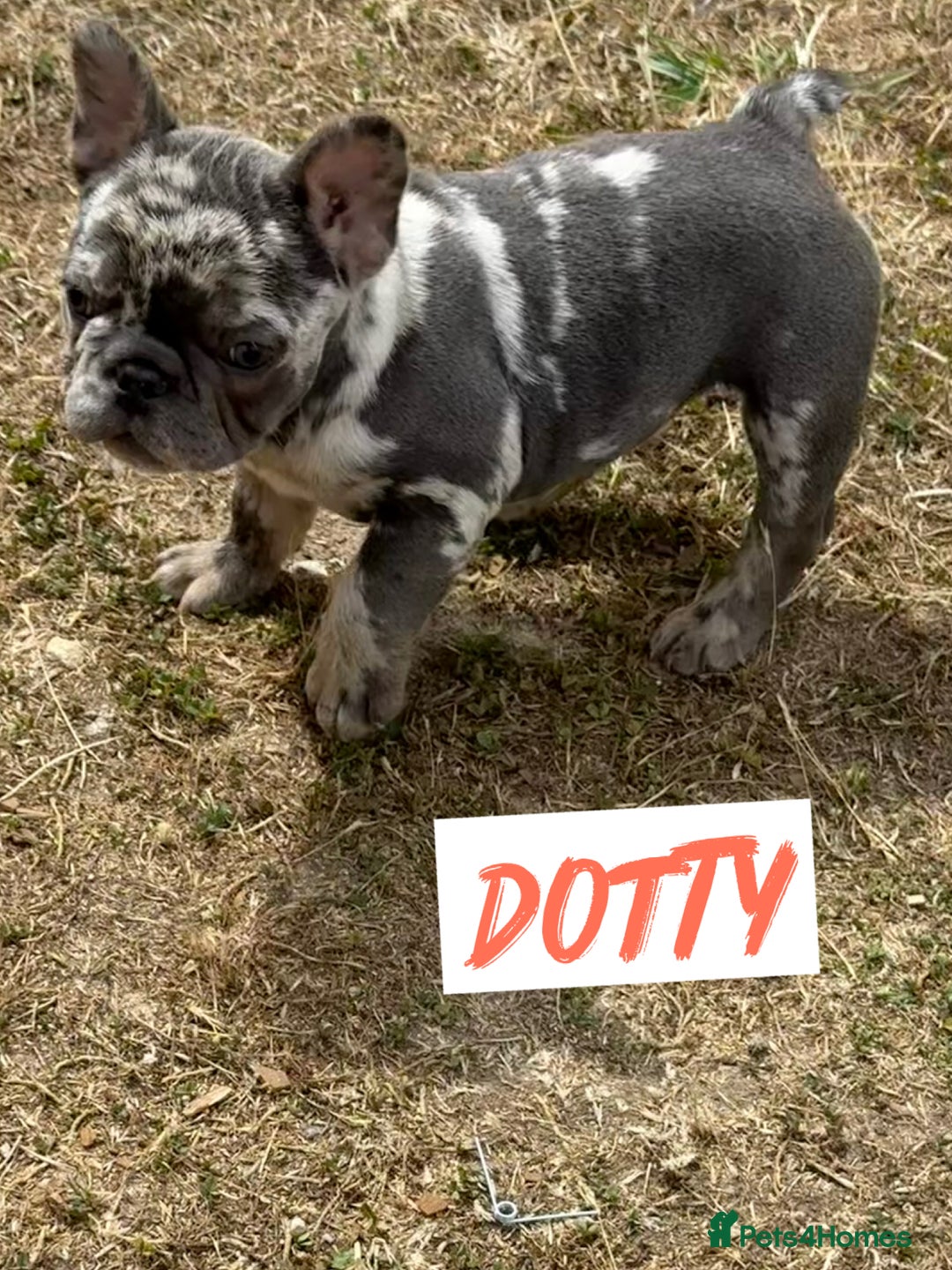 French Bulldog dogs for sale: ⭐️DWKC FLUFFY & FLUFFY CARRIER FRENCHIE PUPPIES ⭐️ in Driffield - Image 5