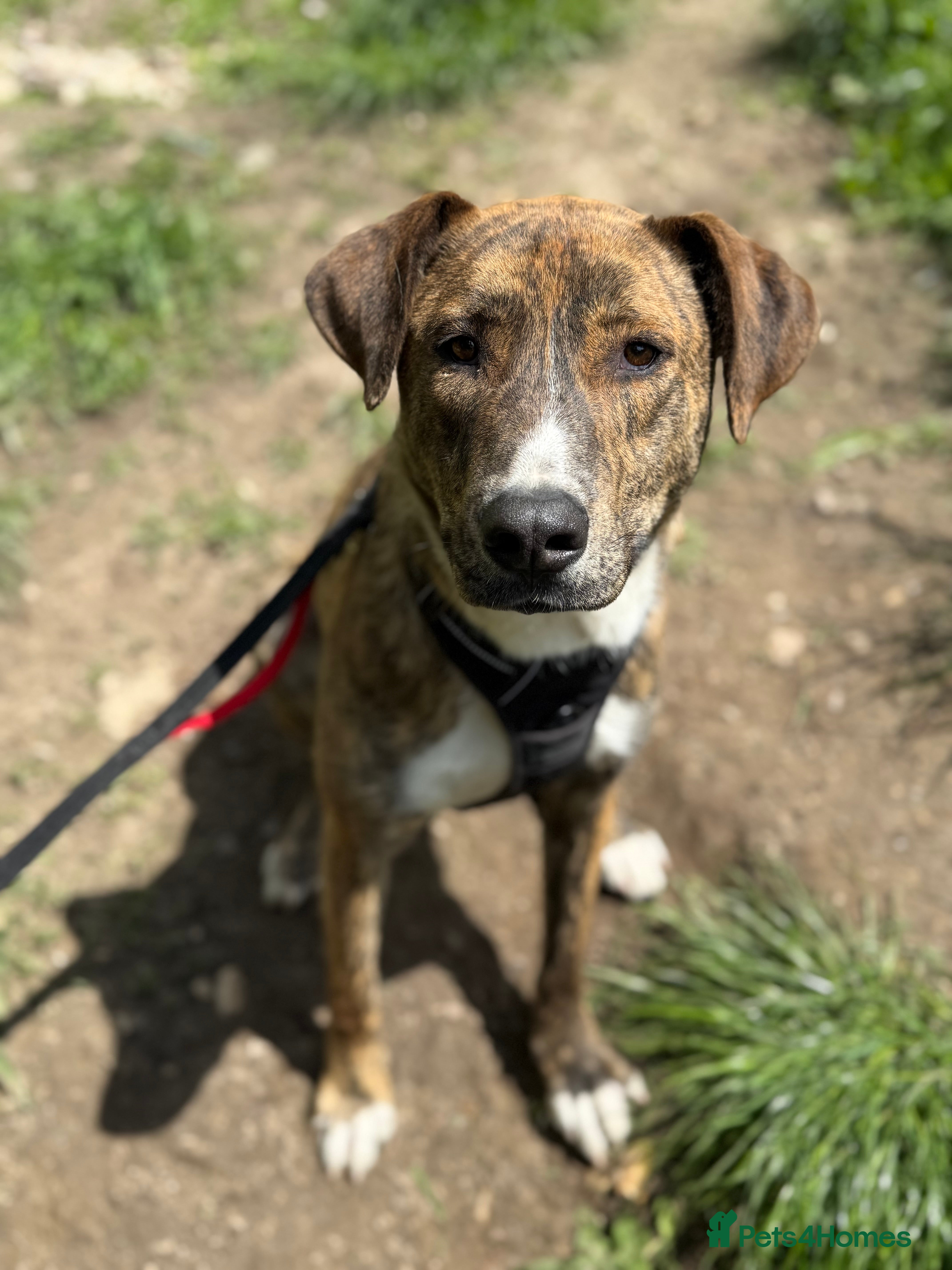 Mixed Breed dogs Oak is looking for a family! in Brighton - Advert 19