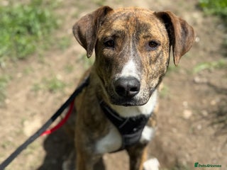 Mixed Breed dogs Oak is looking for a family! in Brighton - Advert 1