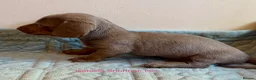 Miniature Dachshund dogs for sale: Four Beautiful Miniature Dachshund Puppies - Advert 6