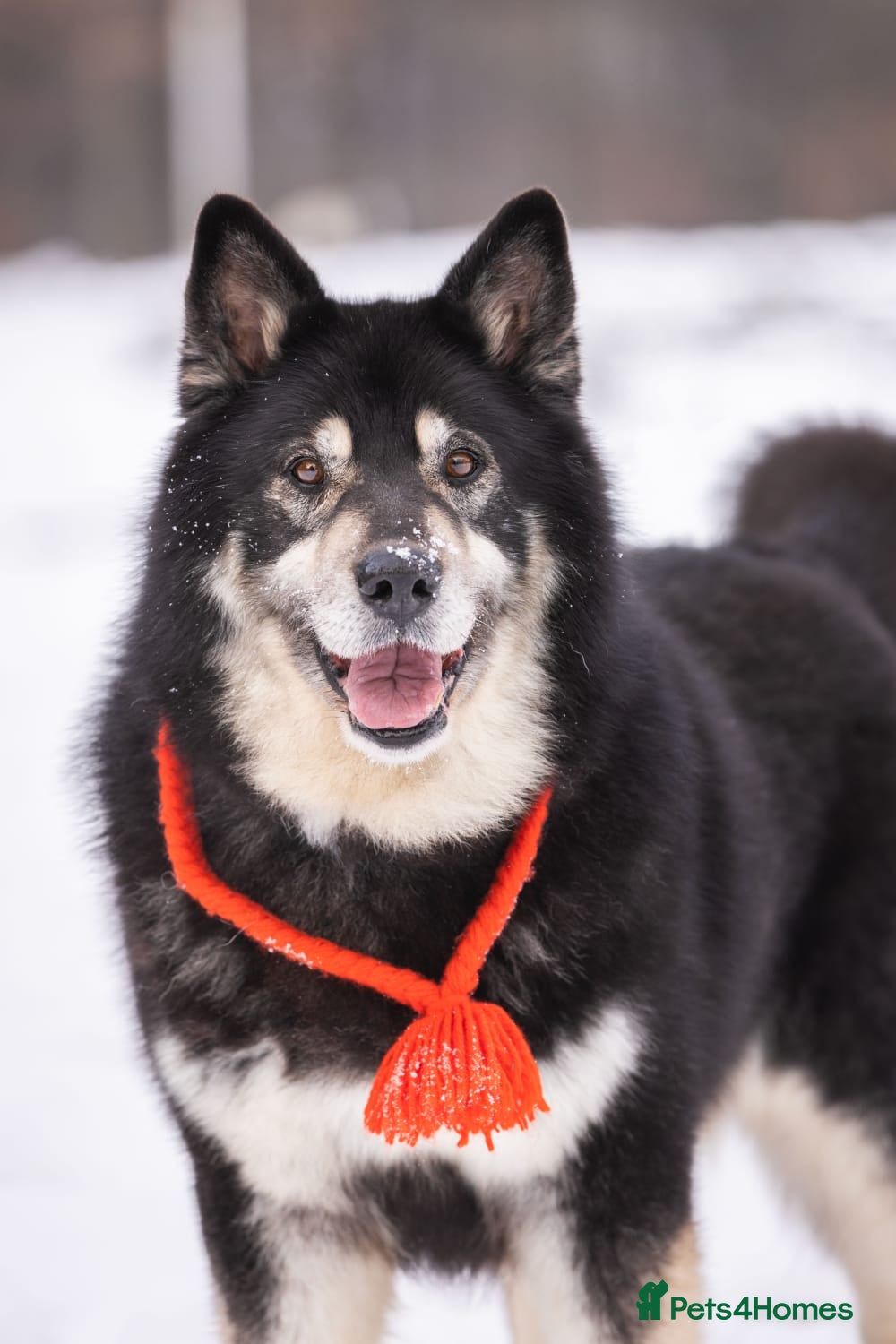 Mixed Breed dogs 💙MALIK💙 7years: MAGNIFICENT TEDDY GOOD AS GOLD - Advert 1