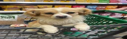 Mixed Breed dogs for sale: Cookie 🍪 in Wrexham - Advert 4