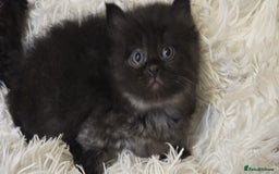 Mixed Breed cats for sale: Cute Scottish fold x Persian kittens long haired  - Image 10