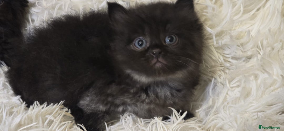 Mixed Breed cats for sale: Cute Scottish fold x Persian kittens long haired  - Image 10