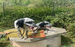 English Setter dogs for adoption: Floss - Image 4