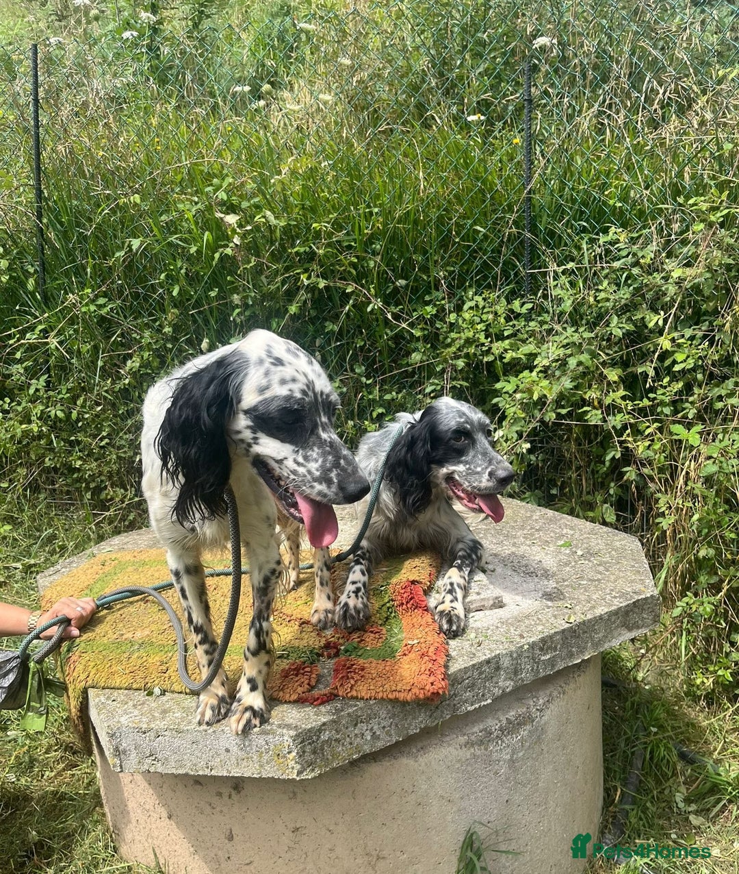 English Setter dogs for adoption: Floss - Image 4
