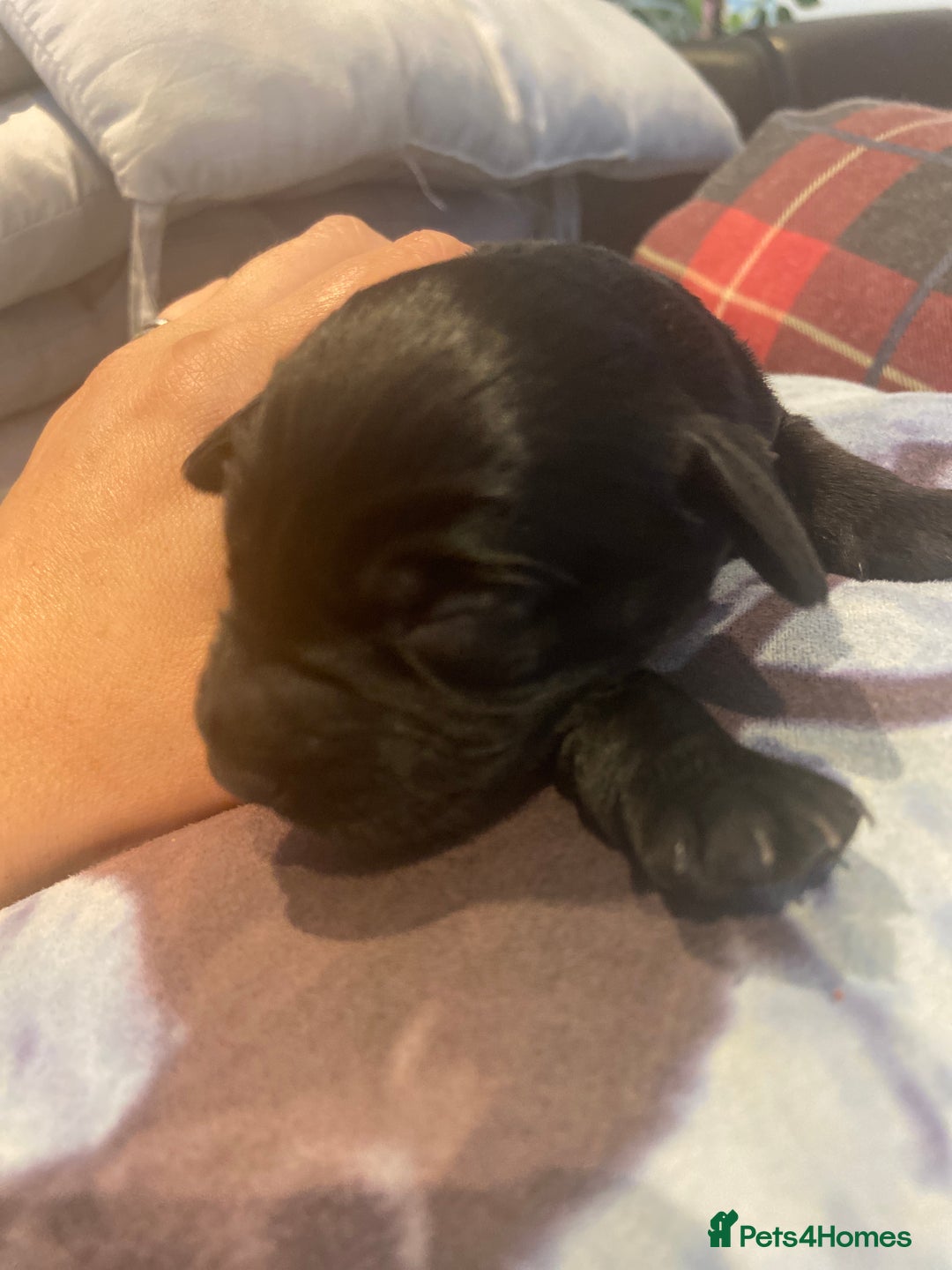 Aussiedoodle dogs for sale: Gorgeous Aussie Doodle Pups - Image 20