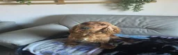 Cocker Spaniel dogs for sale: Cocker spaniel pups - Advert 1