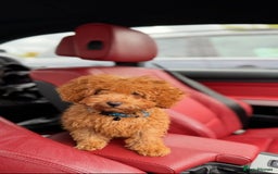 Toy Poodle dogs for sale: 5 month old toy poodle  - Image 3