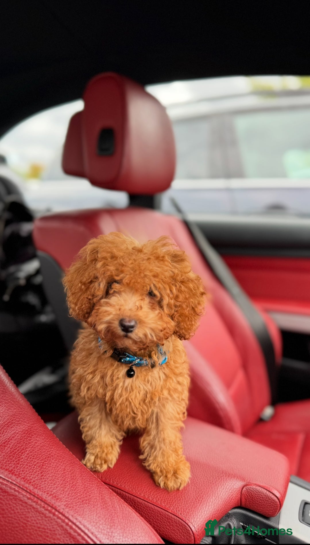 Toy Poodle dogs for sale: 5 month old toy poodle  - Image 3