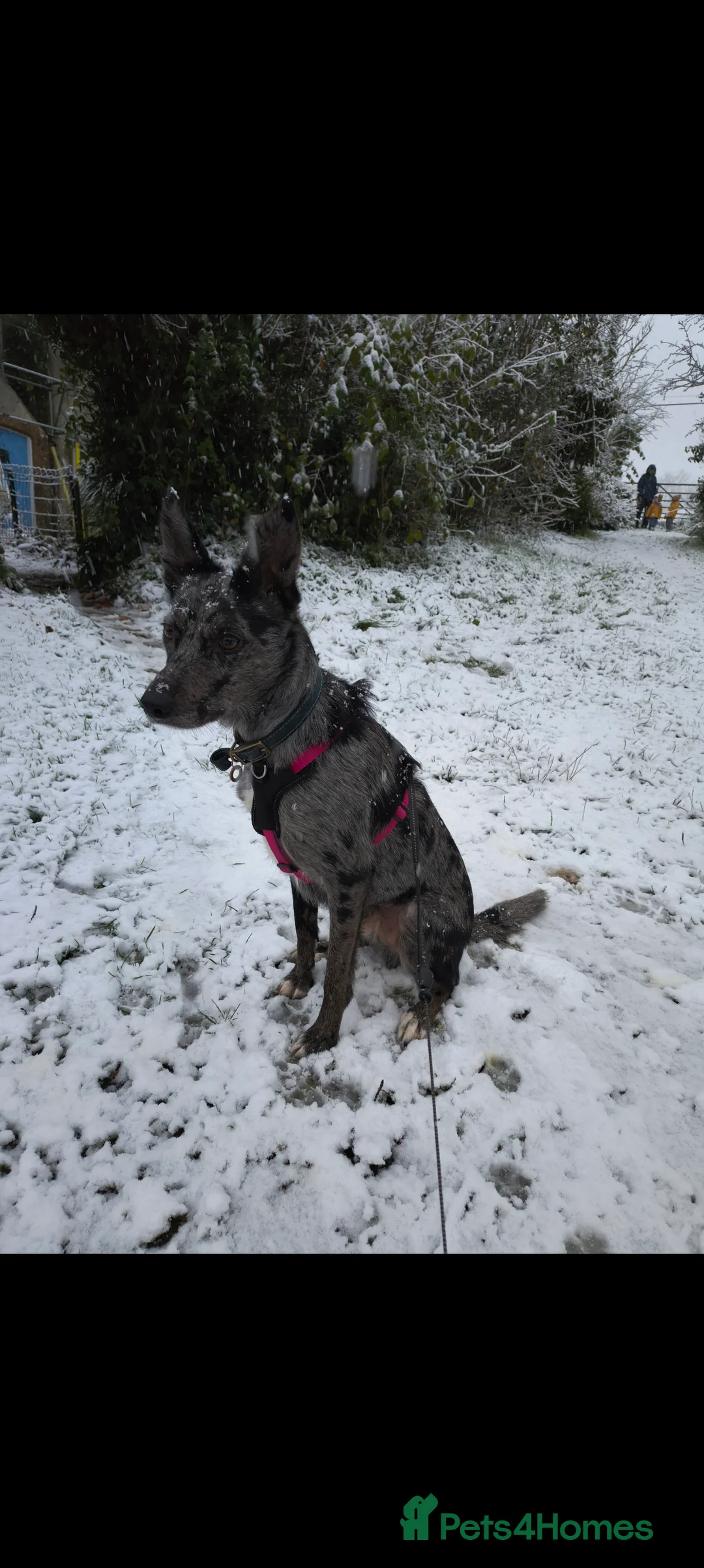 Mixed Breed dogs for sale: Collie x Kelpie mixed breed - Advert 2