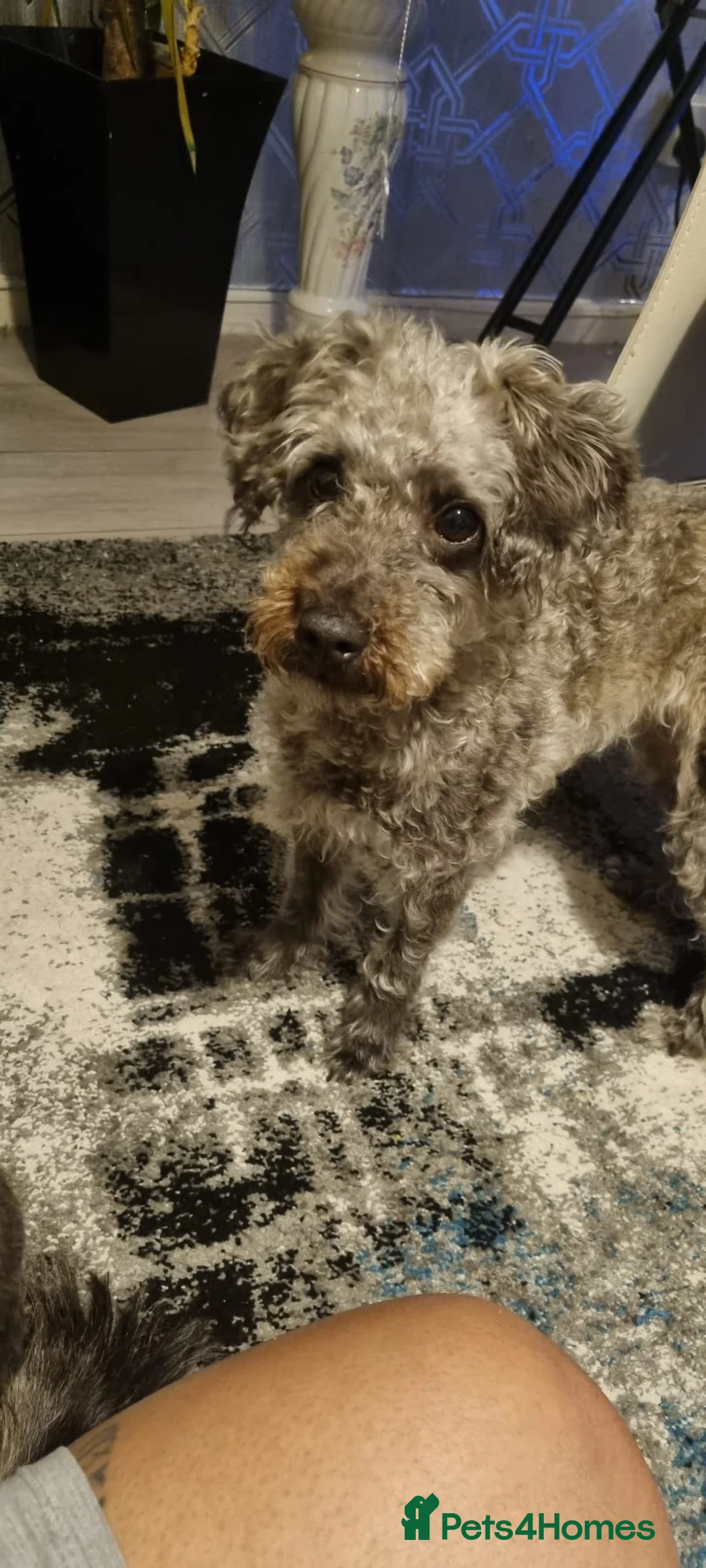 Jackapoo dogs for sale: Beautiful jackapoo  - Advert 2