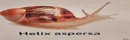 Snails invertebrates for sale: Precious little snails for sale  - Advert 12