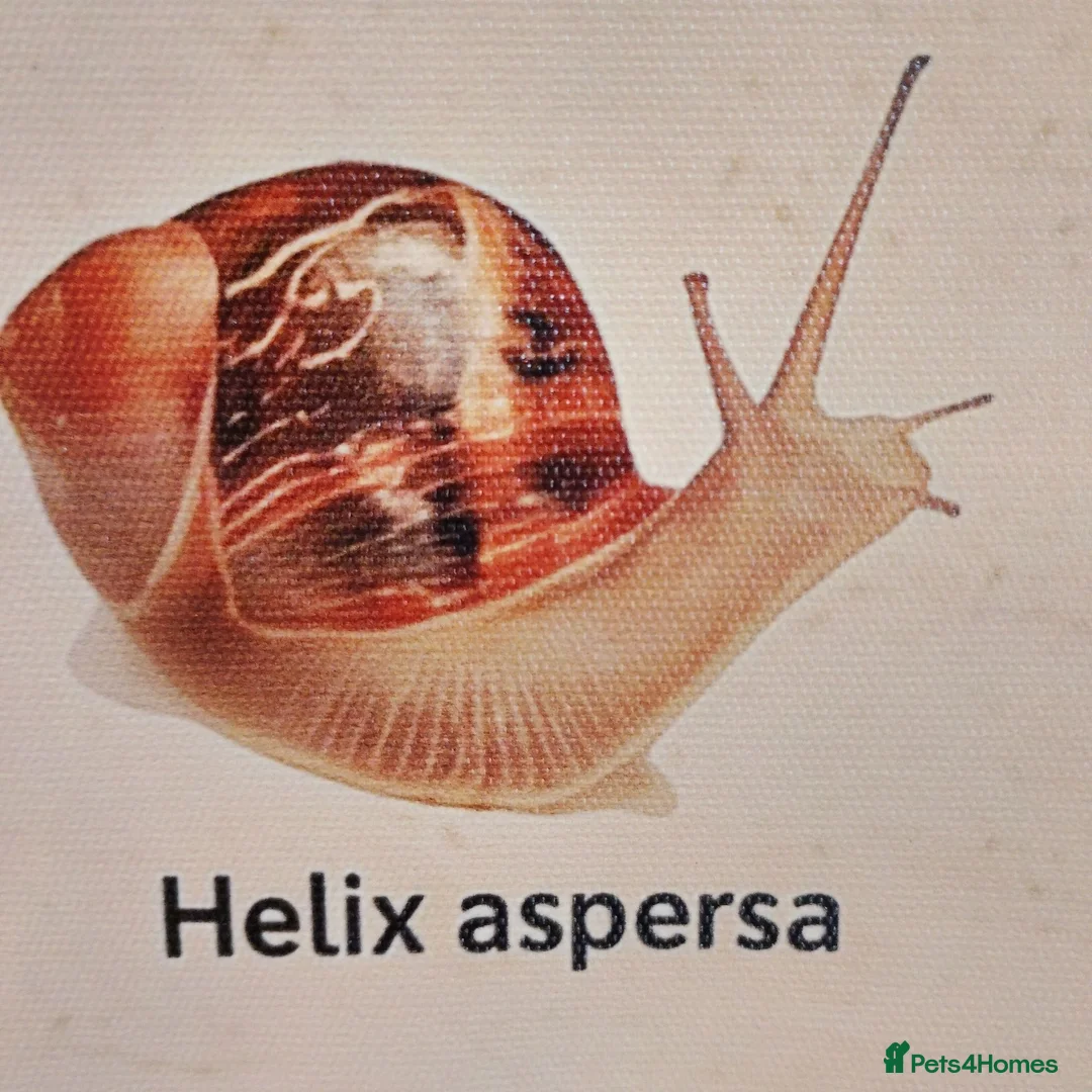 Snails invertebrates for sale: Precious little snails for sale  - Advert 12