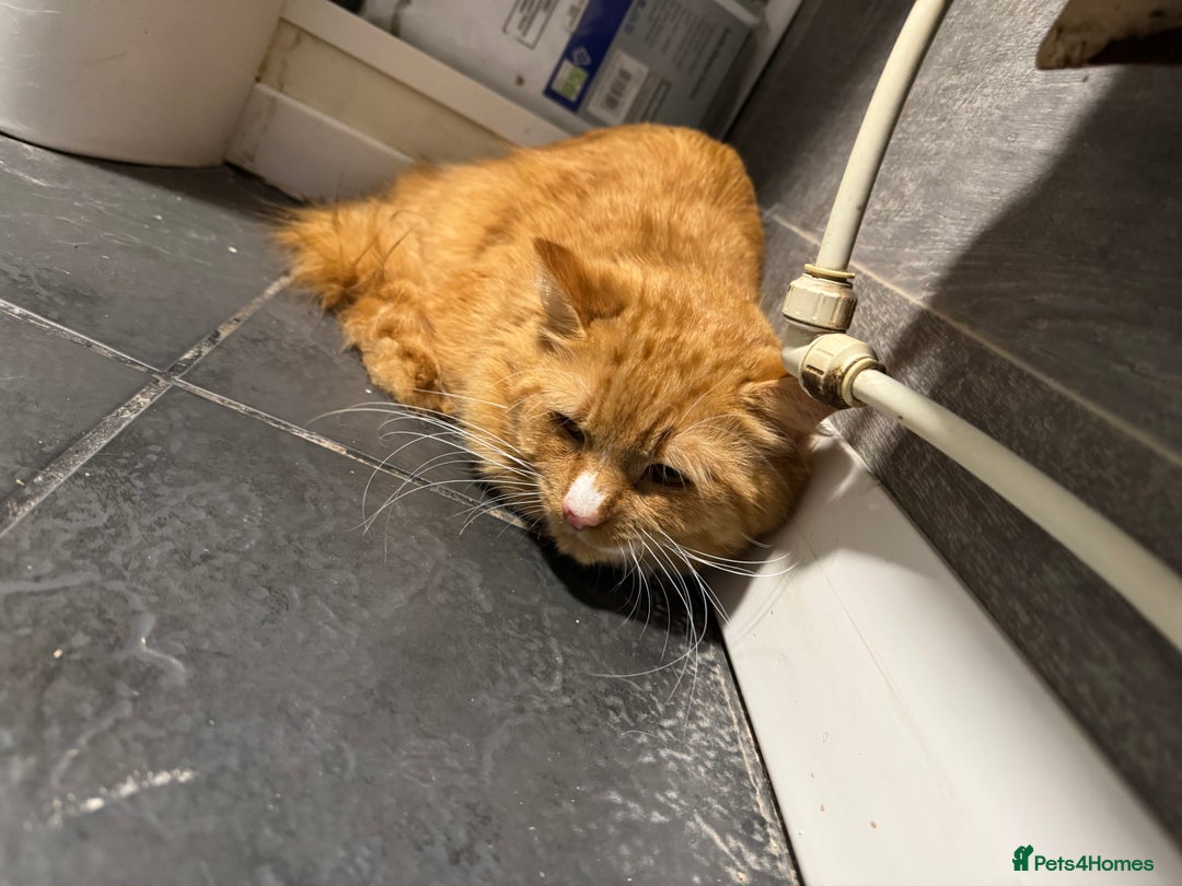 Maine Coon cats for sale: 18 month old kitten - Advert 1