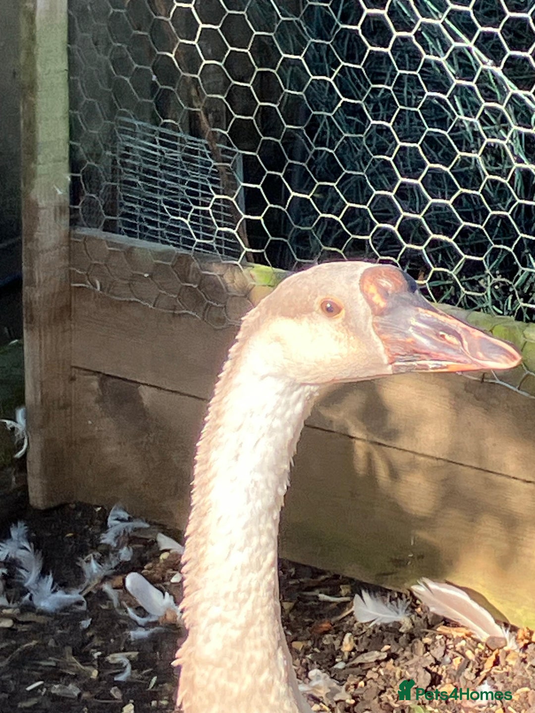 Geese poultry for sale: Lavender & Brown Chinese Geese - Image 5