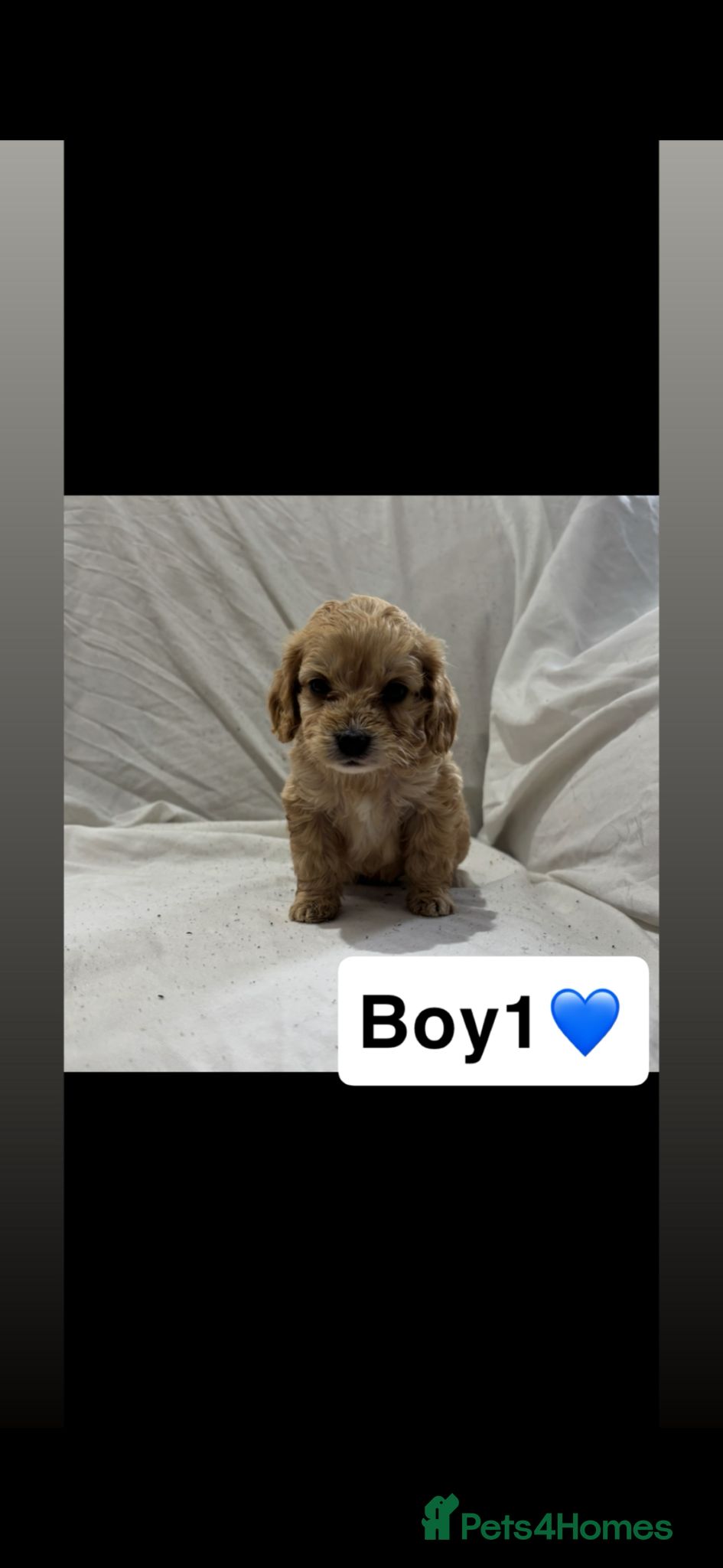 Cockapoo dogs 1 boy & 1 girl left ready now💙💖 - Advert 13