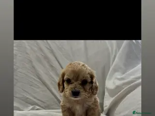 Cockapoo dogs 1 boy & 1 girl left ready now💙💖 - Advert 13
