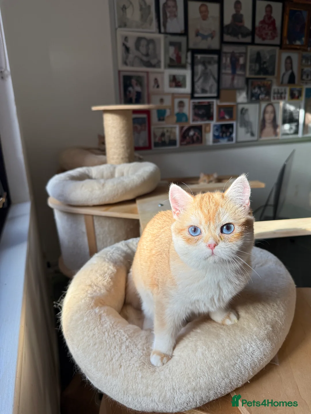 British Shorthair cats for sale: GCCF reg BSH & BLH Chocolate Gold last male female - Advert 1