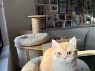 British Shorthair cats GCCF reg BSH & BLH Chocolate Gold last male female - Advert 2