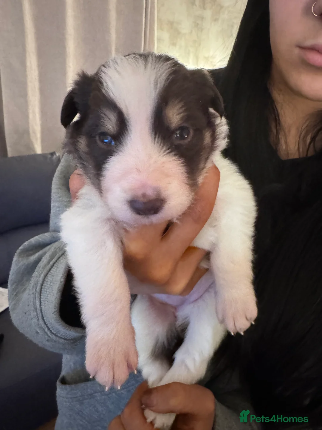 Border Collie dogs for sale: Adorable border collie tri coloured pups - Advert 9