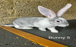Continental Giant rabbits for sale: Pure continental giant rabbits - Image 7