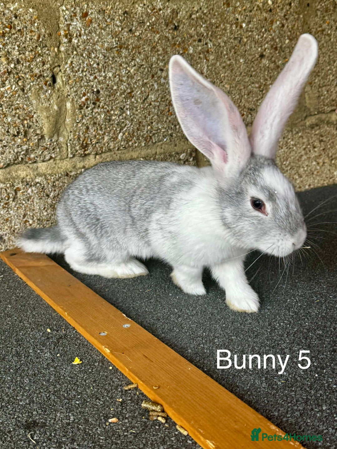 Continental Giant rabbits for sale: Pure continental giant rabbits - Image 7