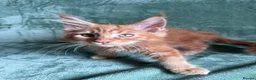 Maine Coon cats for sale: Purebred Maine Coon kittens - Advert 19
