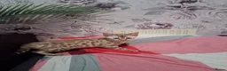 Bengal cats for sale: Tica reg. Bengal Kittens  - Advert 15