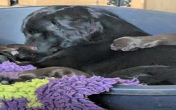 Flat coated Retriever dogs for sale: Flatcoated retriever puppies  - Image 7