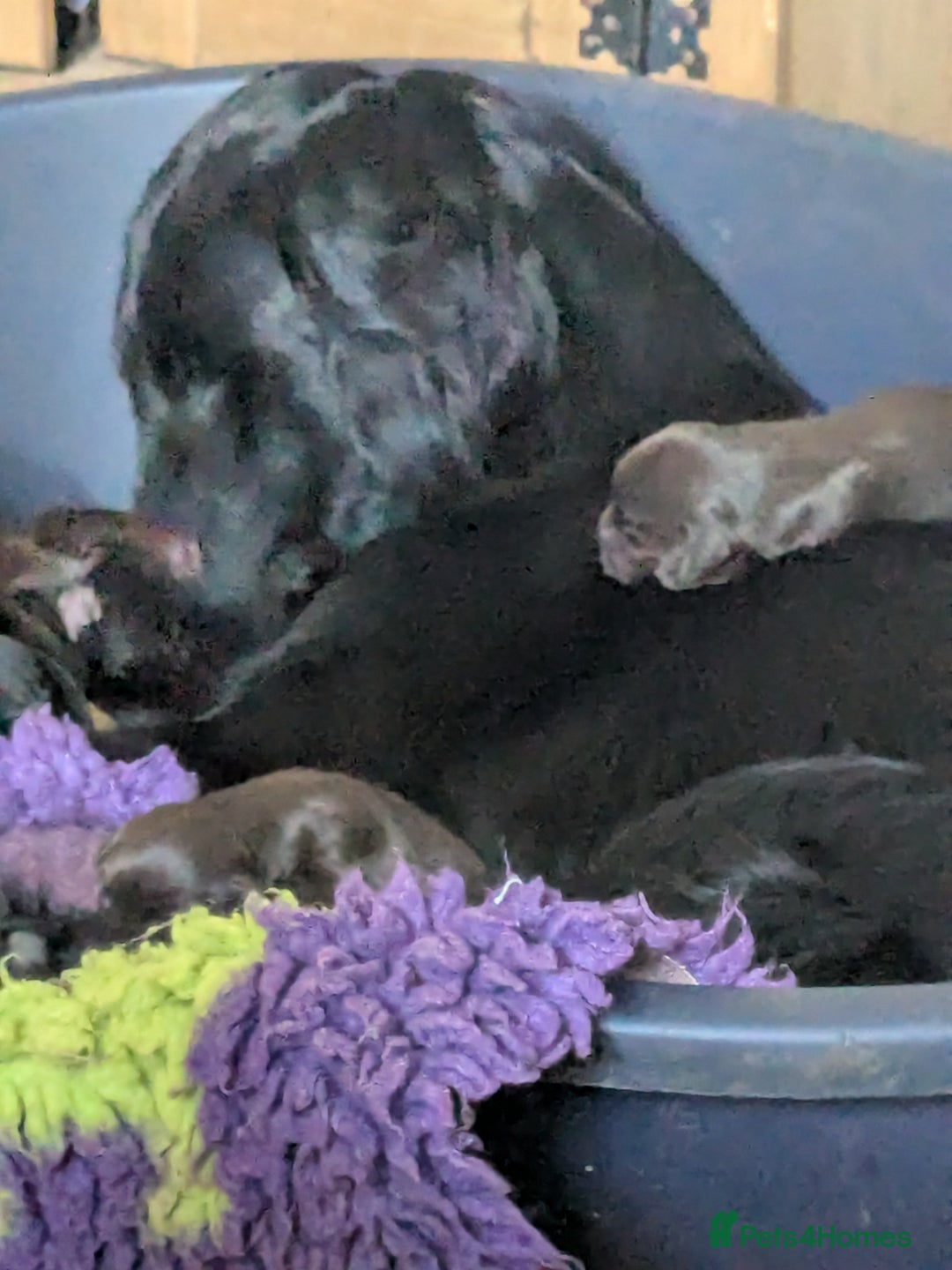 Flat coated Retriever dogs for sale: Flatcoated retriever puppies  - Image 7