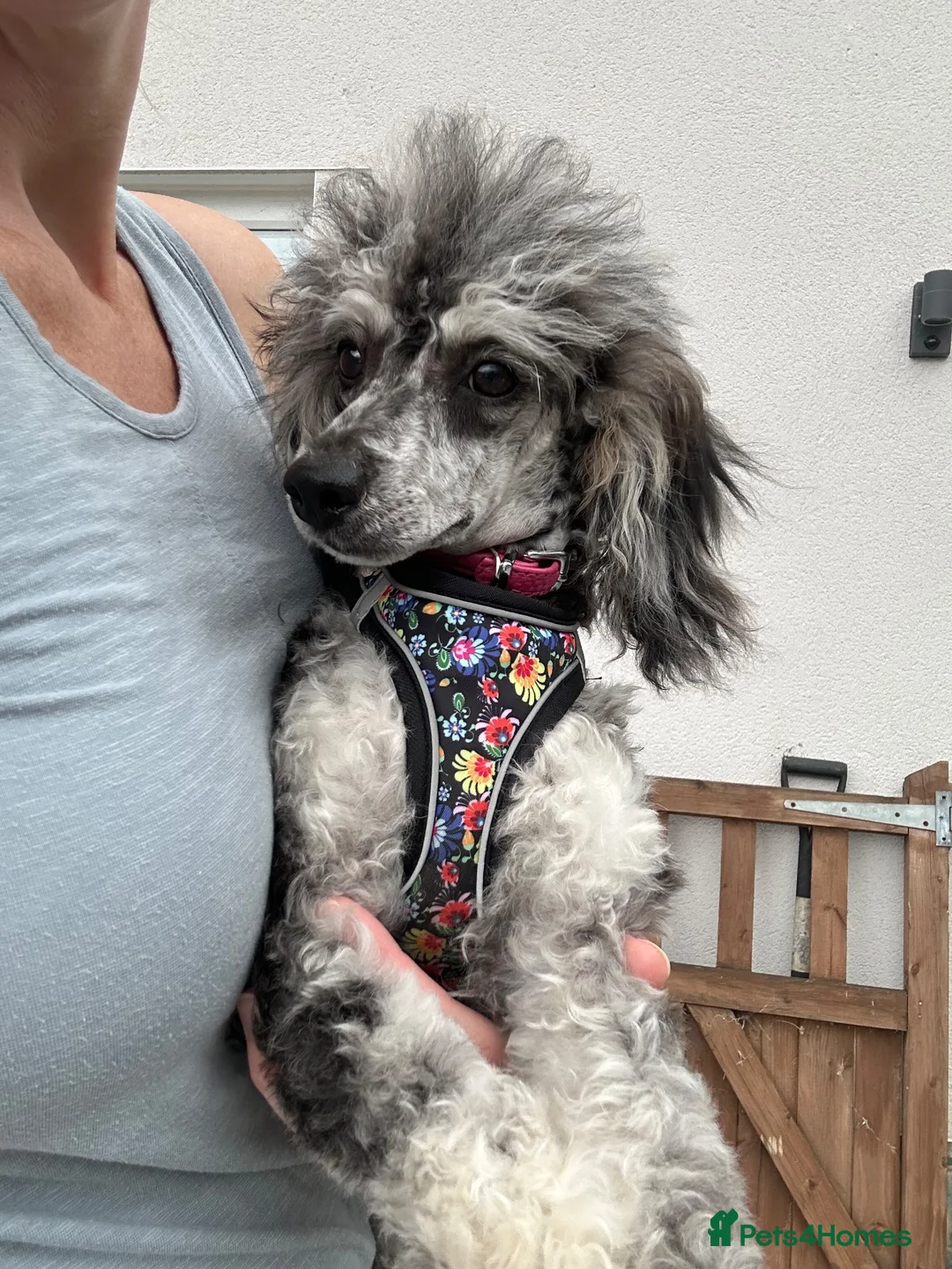 Miniature Poodle dogs for sale: Silver Merle small sized miniature female poodle in Newton Abbot - Advert 1