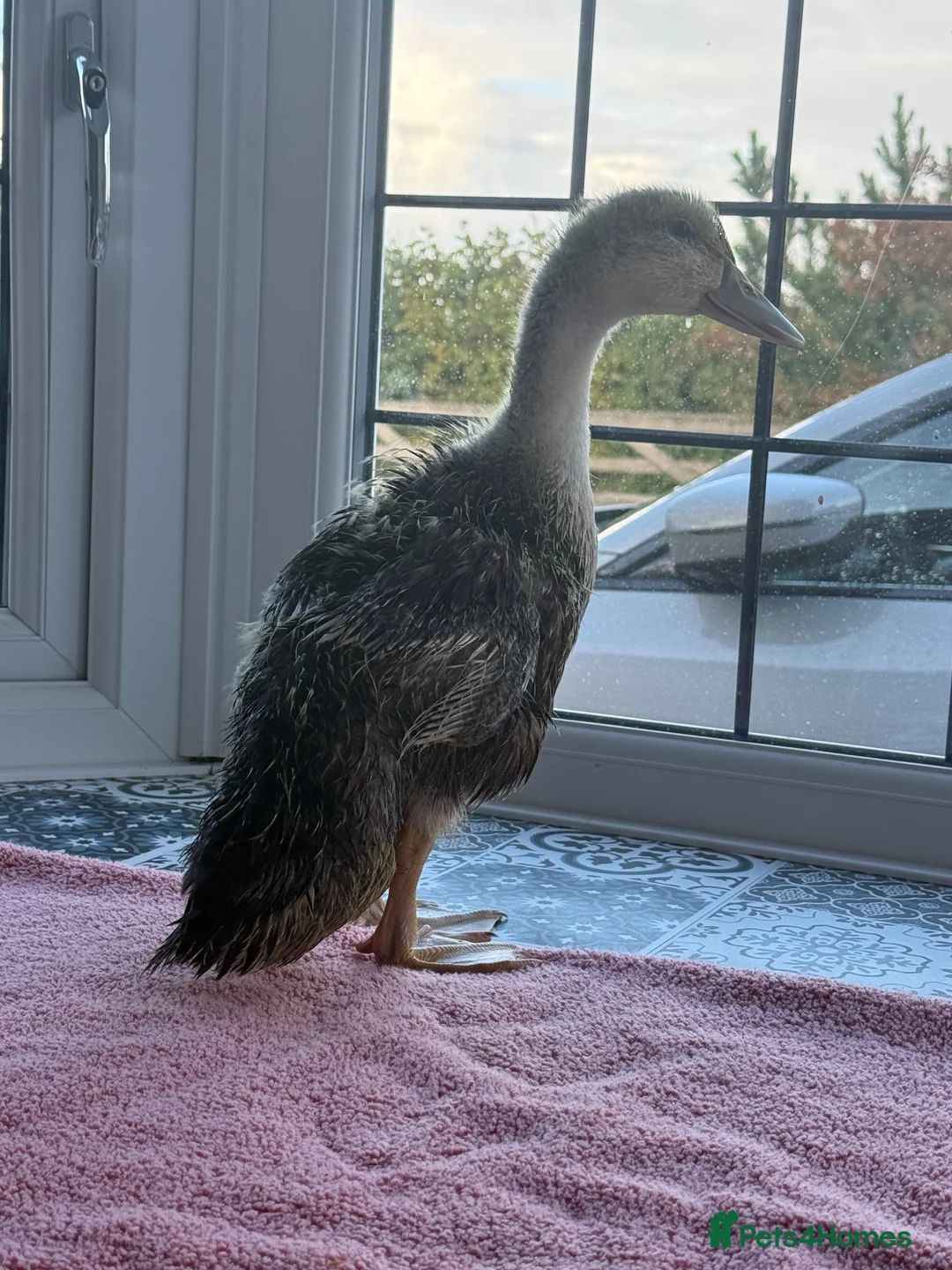 Ducks poultry for sale: Ducks looking for new home  in Flint - Advert 6
