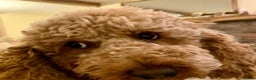 Miniature Poodle dogs for stud: KC registered miniature red poodle health tested in Alford - Advert 3