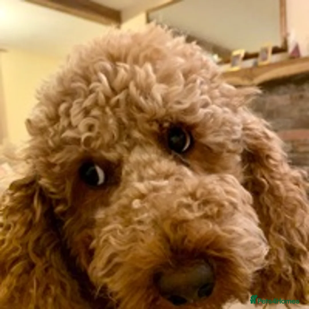 Miniature Poodle dogs for stud: KC registered miniature red poodle health tested in Alford - Advert 3