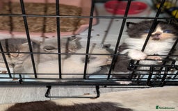 Persian cats for sale: Persian cross - Image 12