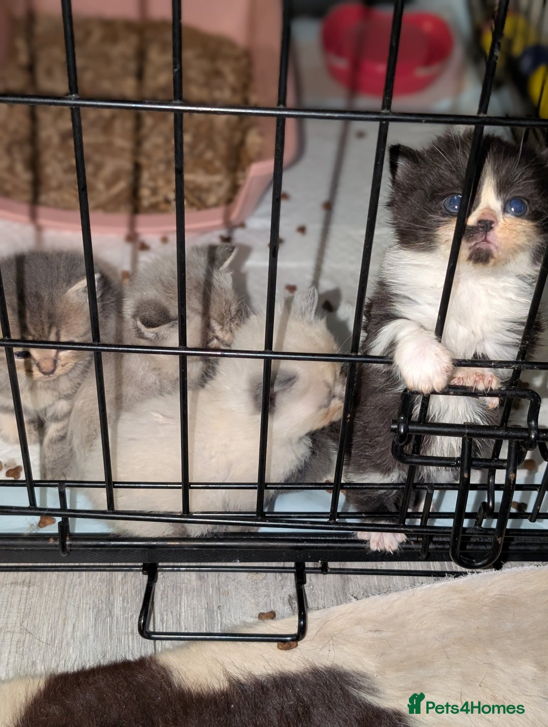Persian cats for sale: Persian cross - Image 12