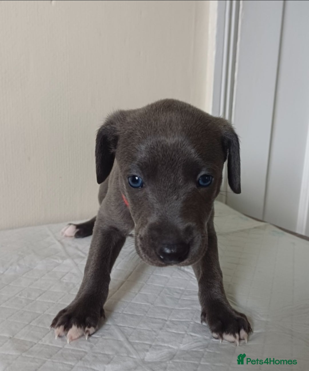 Whippet dogs for sale:  WHIPPET BABY'S (not kc reg) - Image 9