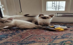 Ragdoll cats for sale: 🌟 Stunning  Pedigree Ragdoll Kittens 🌟 - Image 2
