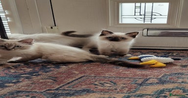 Ragdoll cats - Advert 6