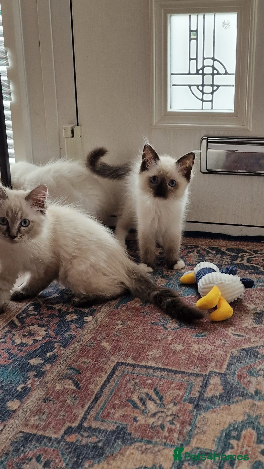 Ragdoll cats for sale: 🌟 Stunning  Pedigree Ragdoll Kittens 🌟 - Image 2