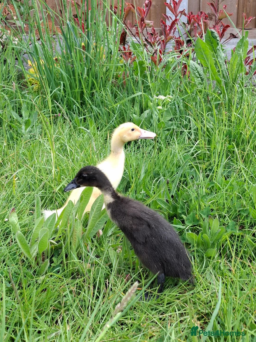 Ducks poultry for sale: 2 sweet hand raised ducklings - Advert 1
