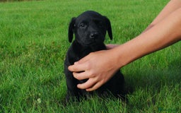 Labrador Retriever dogs for sale: 4 Health checked  Labrador pups  - Image 9