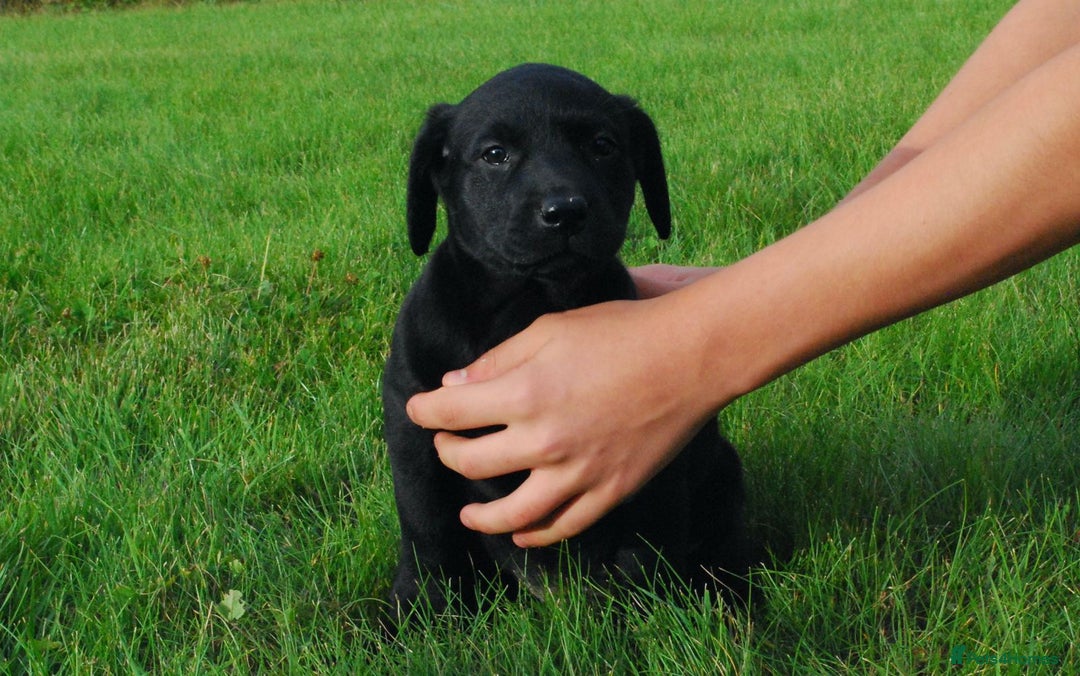 Labrador Retriever dogs for sale: 4 Health checked  Labrador pups  - Image 9